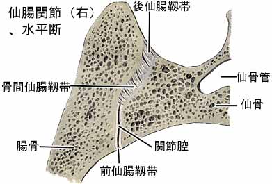 見逃される重要な腰痛・仙腸関節の痛み 村上栄一先生 | 川村内科